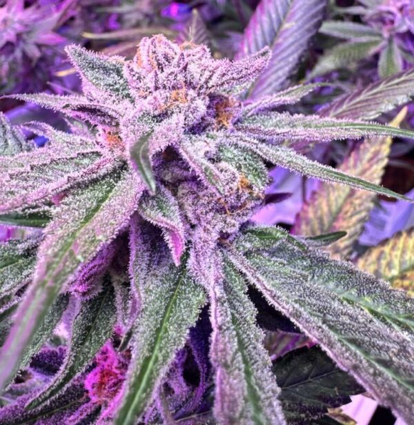 VanGreens Cannabis plant