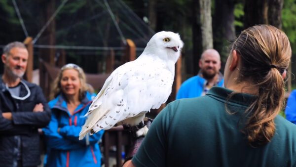 Alaska Raptor Rehabilitation Center