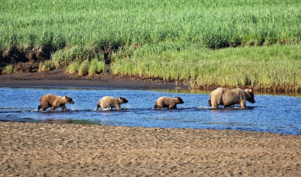 Brown bears on Kruzof Island