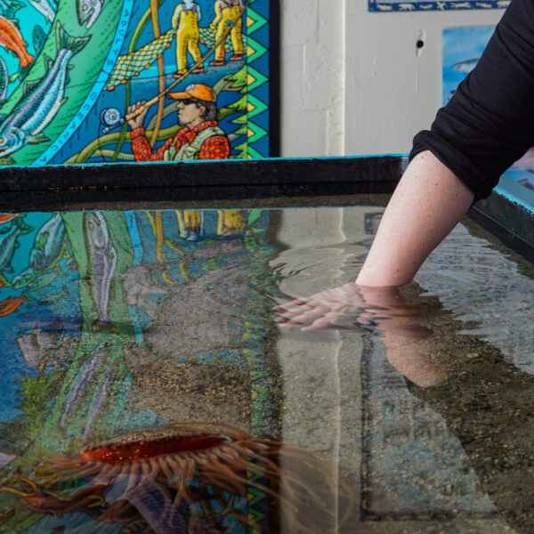Experiencing the indoor touch tank at the Sitka Sound Science Center