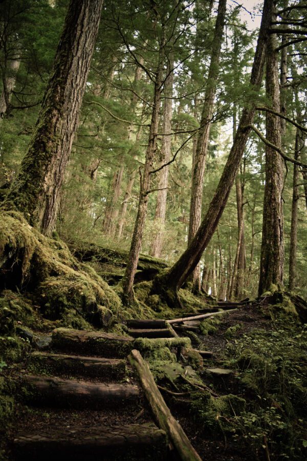 Old growth Tongass National Rainforest views from the Mosquito Cove trail.