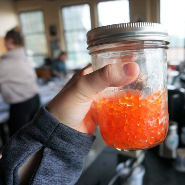 Salmon Roe