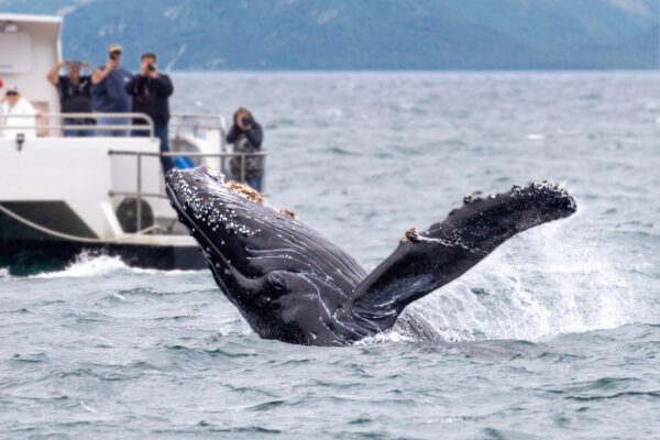 Whale watching tour